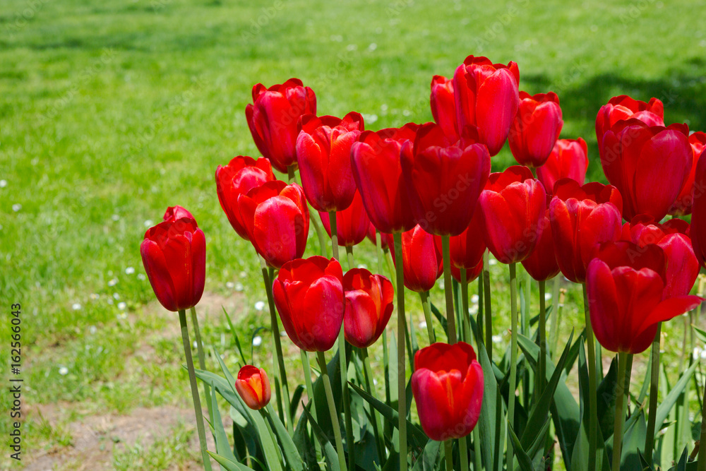 Red tulips blooming flowers field, green grass lawn in beautiful spring park. Springtime concept. Red tulips blooming flowers field, green grass lawn in beautiful spring park. Springtime concept.
