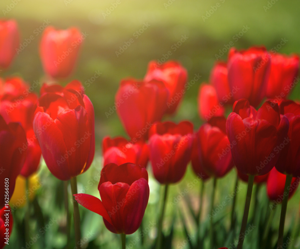Red tulips blooming flowers field, green grass lawn in beautiful spring park. Springtime concept. Red tulips blooming flowers field, green grass lawn in beautiful spring park. Springtime concept.