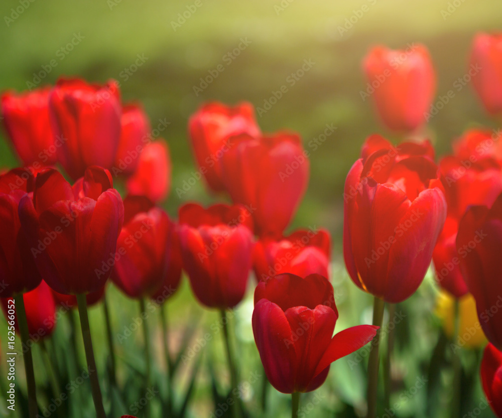 Red tulips blooming flowers field, green grass lawn in beautiful spring park. Springtime concept. Red tulips blooming flowers field, green grass lawn in beautiful spring park. Springtime concept.