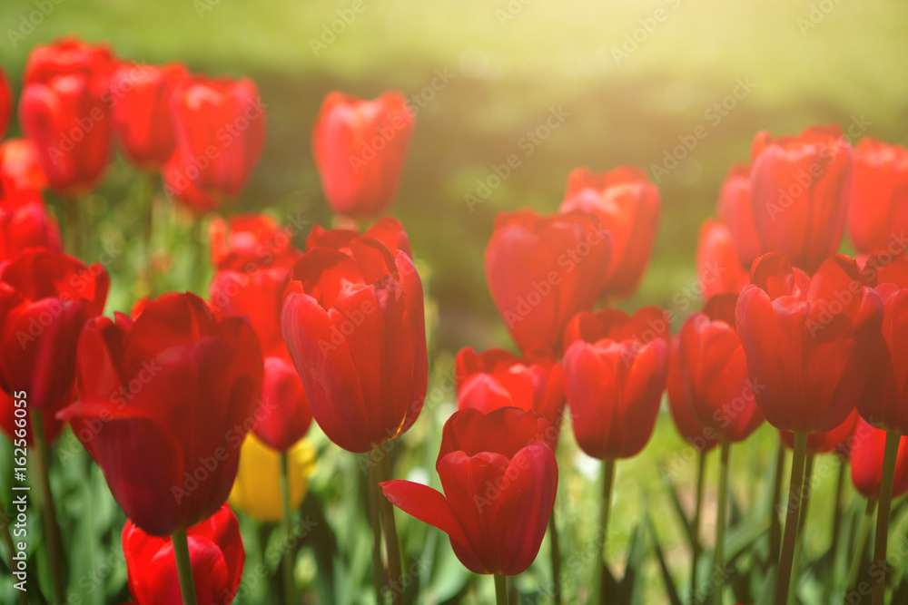 Red tulips blooming flowers field, green grass lawn in beautiful spring park. Springtime concept.