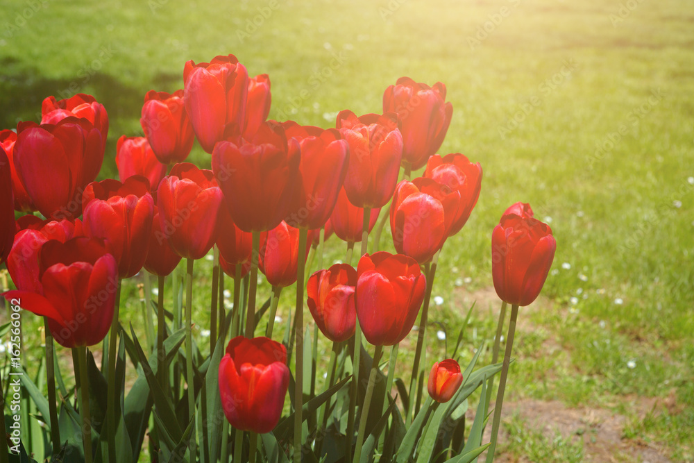 Fototapeta premium Red tulips blooming flowers field, green grass lawn in beautiful spring park. Springtime concept.