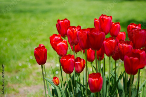 Red tulips blooming flowers field, green grass lawn in beautiful spring park. Springtime concept.