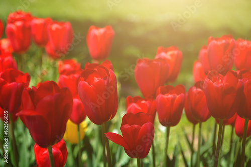 Red tulips blooming flowers field  green grass lawn in beautiful spring park. Springtime concept.