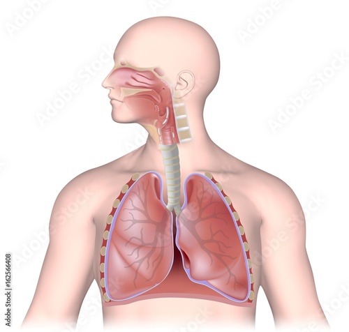 The respiratory system, labeled