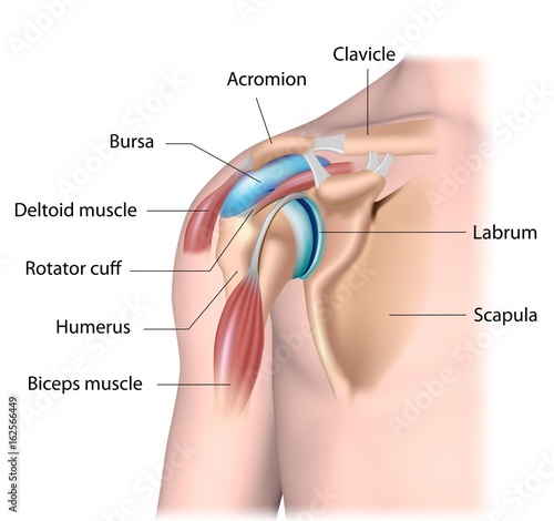 Shoulder joint structure, labeled. 