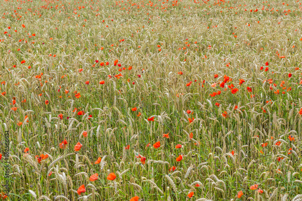 Fototapeta premium Poppy's in Great Grain Field
