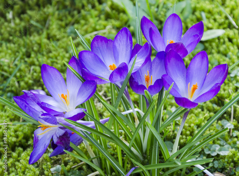 Purple Crocus in Garden Purple Crocus in Garden