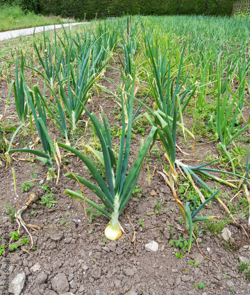 Fototapeta premium Field of onion.