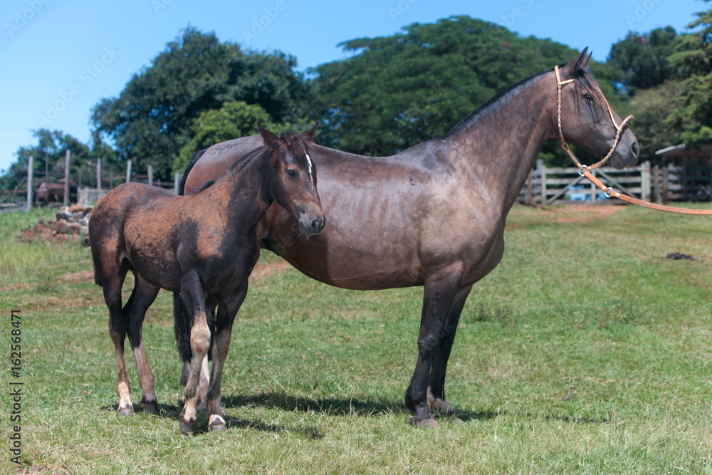 Obraz premium Cavalo Crioulo