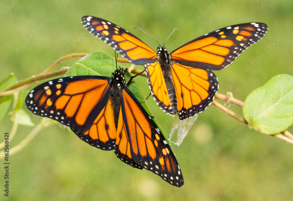 Fototapeta premium Two newly emerged Monarch butterflies getting ready to fly off for the first time