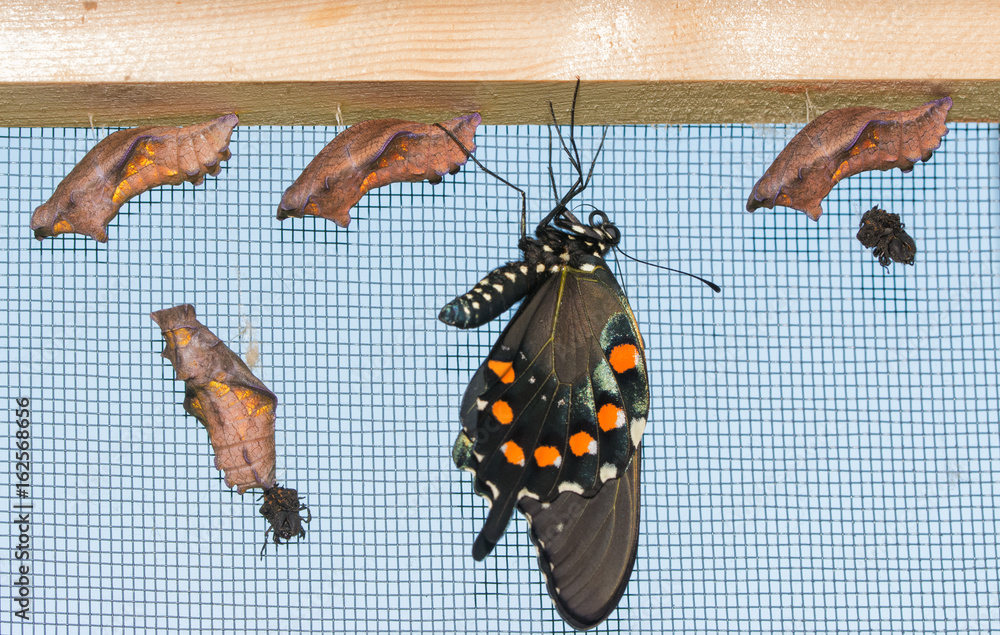 Fototapeta premium A freshly eclosed Pipevine Swallowtail butterfly hanging down next to four uneclosed chrysalises, letting his wings fill out and dry