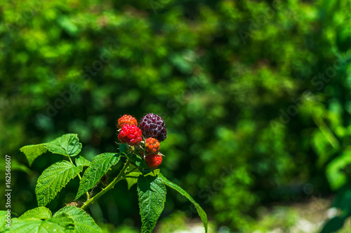 Red and Purple raspberries in the sun with the background in shade