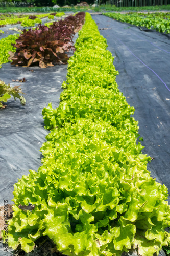 loose leaf lettuce in the field ready for harvest