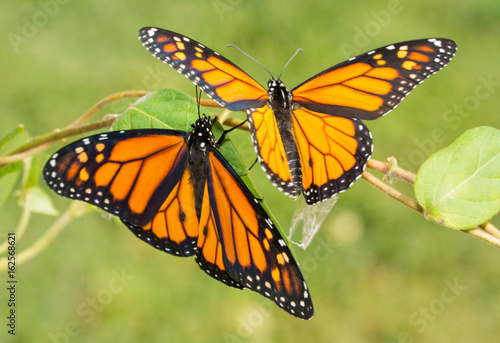 Two newly emerged Monarch butterflies getting ready to fly off for the first time