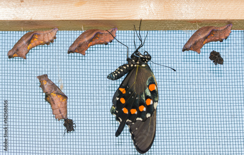 A freshly eclosed Pipevine Swallowtail butterfly hanging down next to four uneclosed chrysalises, letting his wings fill out and dry photo