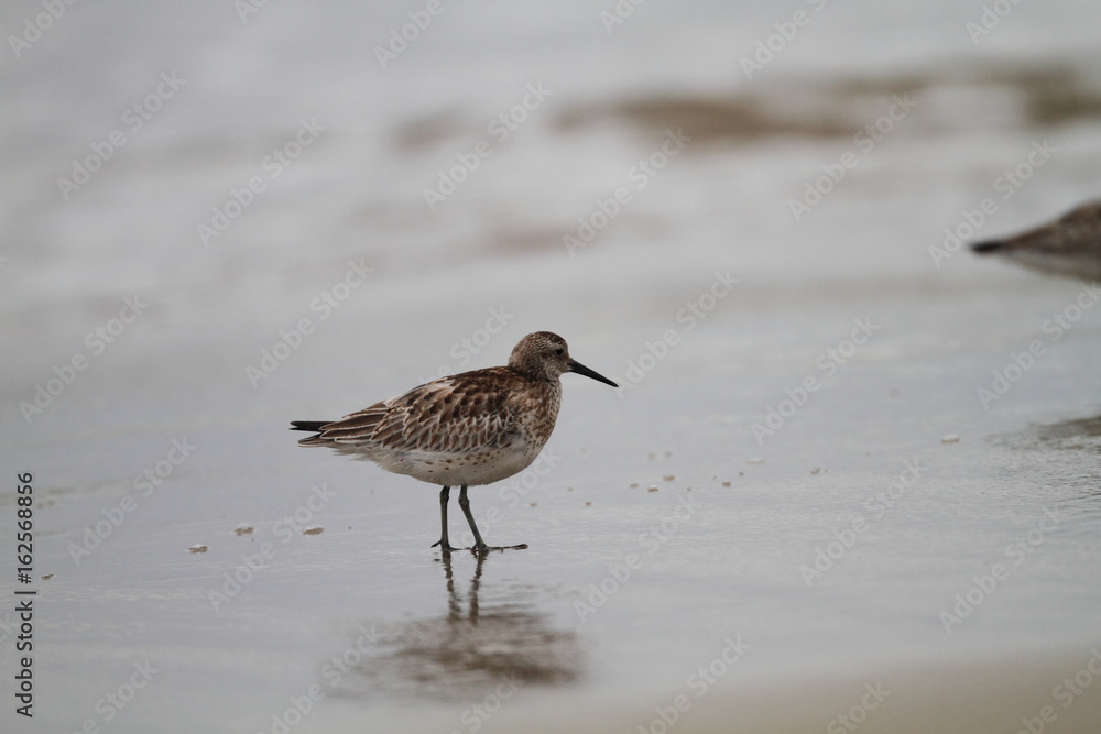 Great Knot (Calidris tenuirostris) in Japan Great Knot (Calidris tenuirostris) in Japan