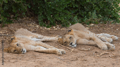 Lions