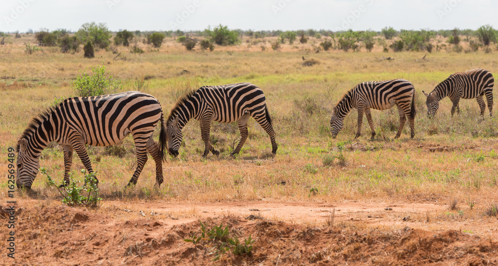 Fototapeta premium Zebra