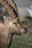 Alpine Ibex nel suo habitat naturale, la montagna