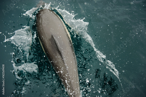 Dolphin surfacing and splashing in ocean