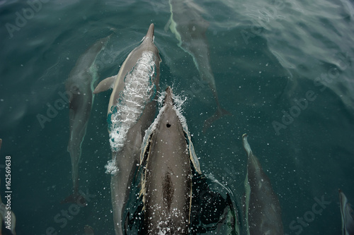 Dolphins swimming together surfacing on water