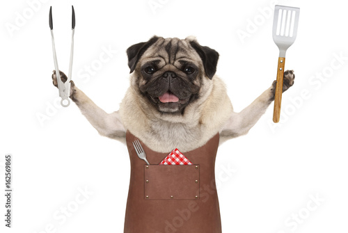 smiling pug dog wearing leather barbecue apron, holding meat tong and spatula, isolated on white background