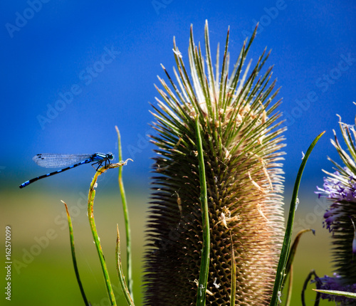 Dragonfly  photo