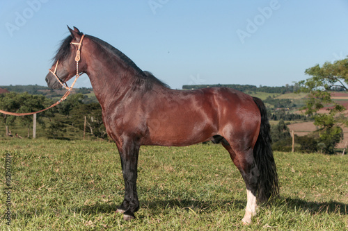 cavalo crioulo
