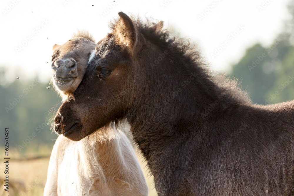 Obraz premium Spielende Islandfohlen