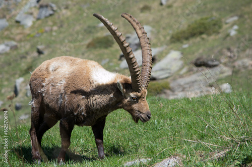 Alpine Ibex nel suo habitat naturale  la montagna