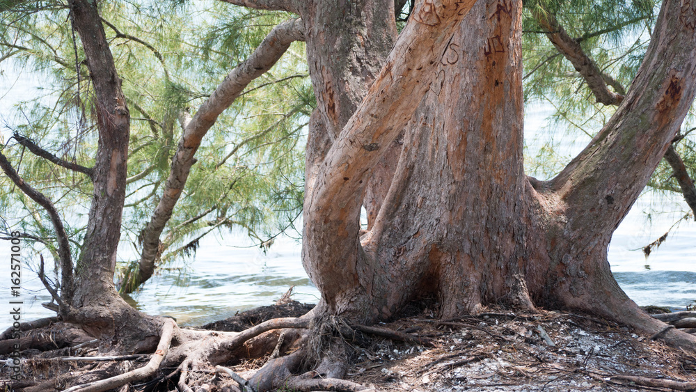 Fototapeta premium Trees on the beach