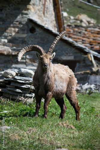 Alpine Ibex nel suo habitat naturale  la montagna