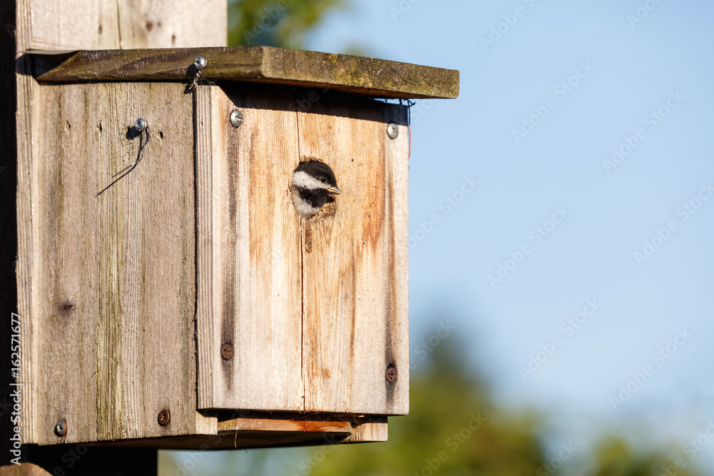 birdhouse and Black-capped Chickadee birdhouse and Black-capped Chickadee