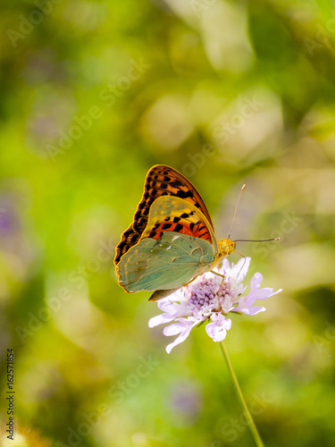 Brown butterfly pollinating a flower on springtime