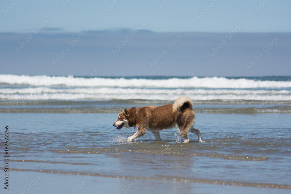 Dog Playing in the Ocean at the Beach Dog Playing in the Ocean at the Beach