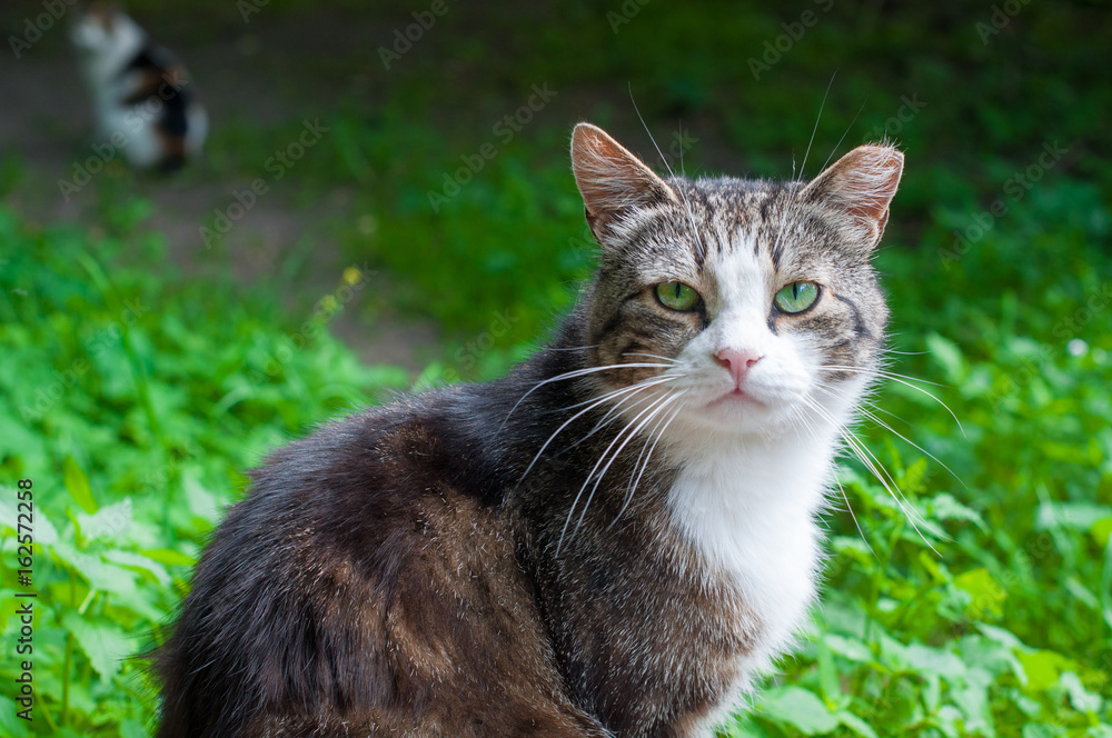 beautiful homeless tabby cat portrait in wild life