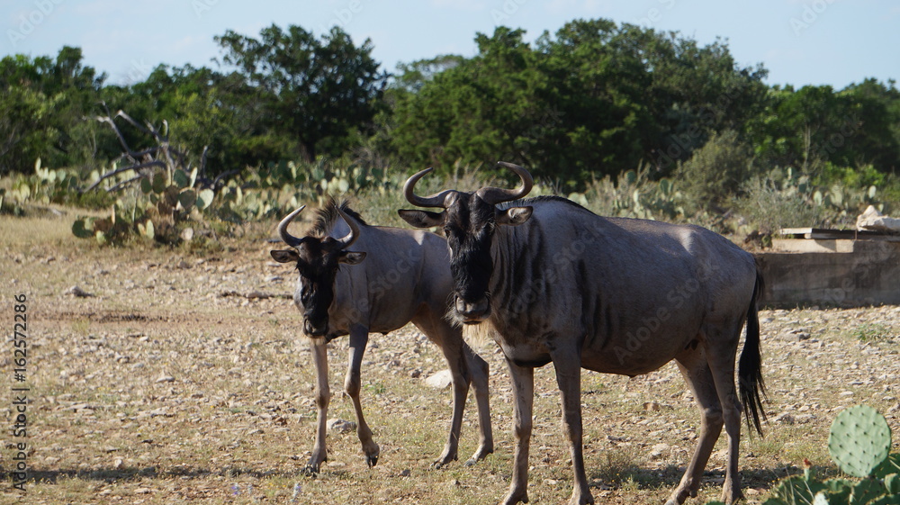 Fototapeta premium Standing Wildebeest