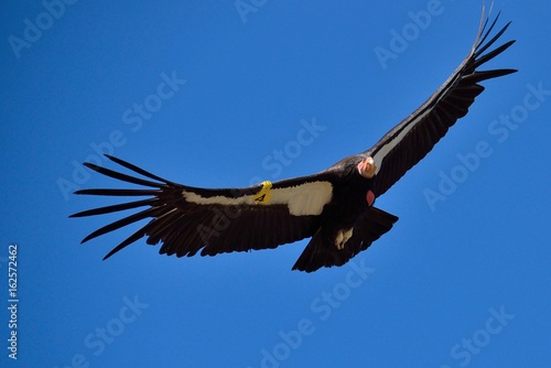 American Condor spotted above Route 1 (SR 1) near Big Sur, California, USA. 