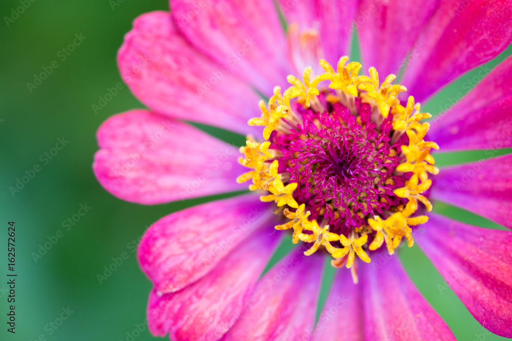 Beautiful field flower head with blurred background Beautiful field flower head with blurred background