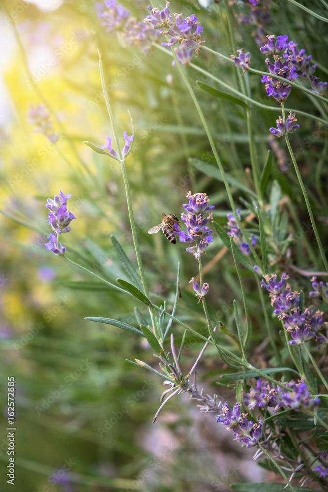 Lavender purple flowers with bees gathering the nectar and summer sun glare Lavender purple flowers with bees gathering the nectar and summer sun glare