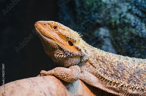 reptile pet bearded dragon resting on a log, basking