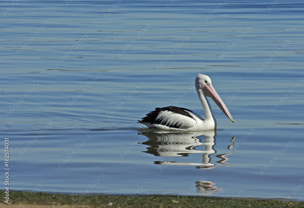 Australian pelican swimming in water with reflection 