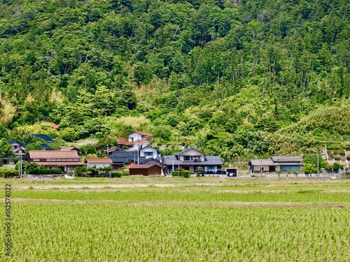 rice field/Oki islands,Shimane