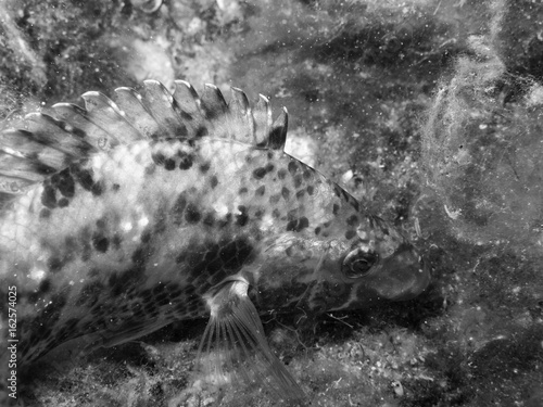 Obraz w ramie Underwater life