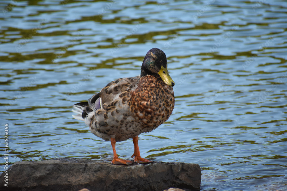 Fototapeta premium Just waiting