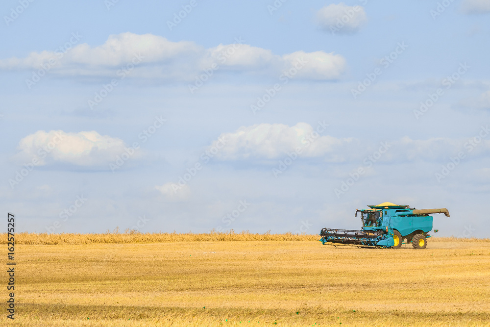 Fototapeta premium Blue combine harvester working on the harvest in a field. Agricultural background with copy space.