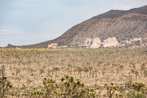 A landscape view of joshua trees in the Joshua Tree National Park, California