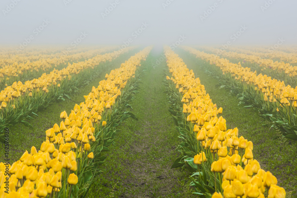 Fototapeta premium Rows of yellow tulips in field in foggy, misty morning during overcast, gloomy weather