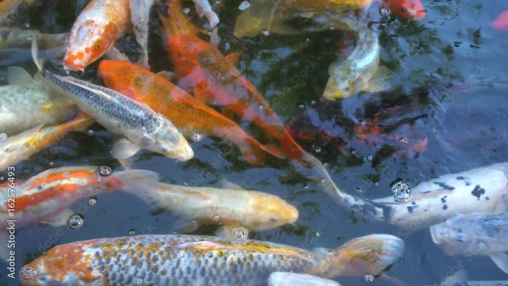Colorful fancy carp fish, koi fish are swimming in pond, close up Colorful fancy carp fish, koi fish are swimming in pond, close up