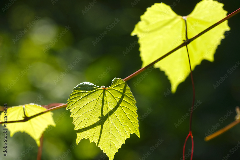 Leaves of a tree Leaves of a tree